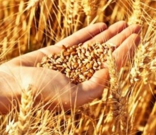 Céréales : Une récolte estimée entre 17 et 18 millions de quintaux