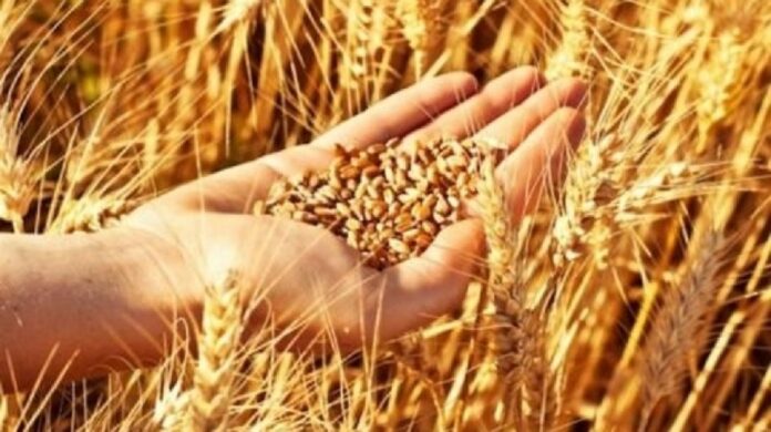 Béja : La région assure 24% de la production nationale de céréales