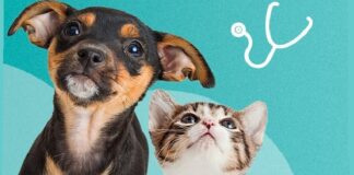 Lutte contre la rage : Propriétaires des chiens et des chats, vous êtes concernés par cette campagne