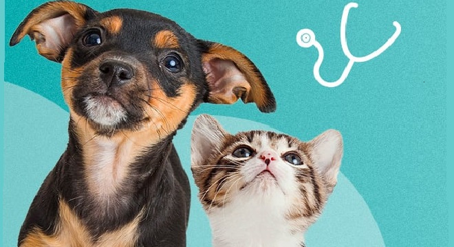 VACCINER-ANIMAL-Rage