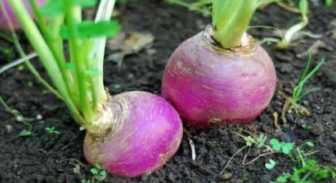 Démarrage de la saison de la culture de la betterave a sucre