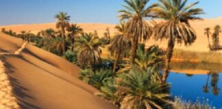 Tozeur: Hausse attendue des réservations hôtelières