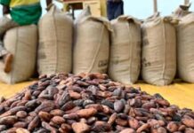 Record des exportations africaines du Café… Voire plus d’un million de tonnes sur 2024/2025