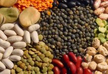 Avancement à 54% des opérations de semis des légumineuses à Ben Arous