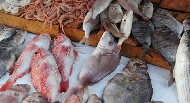 La Tunisie importe pour 19 MUSD en poisson d’eau douce