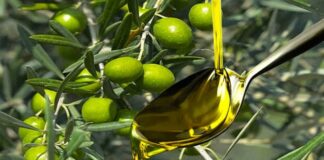 Production Olives biologiques : La Tunisie première à l’échelle mondiale