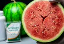 Alerte Pastèque : Pesticides, nitrates et accélérateurs de croissance, les dangers cachés de votre fruit d’été préféré
