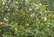 Sidi Bouzid-Vague de chaleur : Plusieurs superficies agricoles endommagées