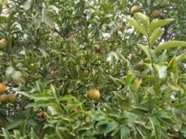 Sidi Bouzid-Vague de chaleur : Plusieurs superficies agricoles endommagées