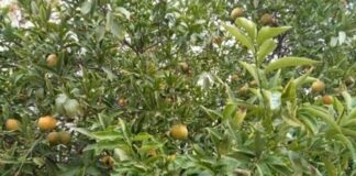 Sidi Bouzid-Vague de chaleur : Plusieurs superficies agricoles endommagées