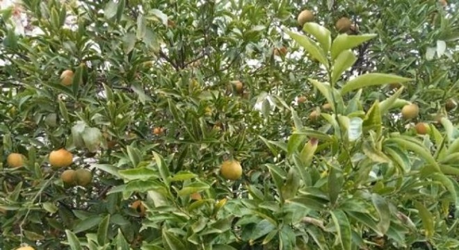 Sidi Bouzid-Vague de chaleur Plusieurs superficies agricoles endommagées