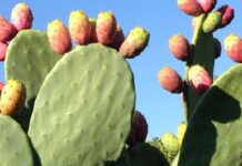 Kasserine : Les producteurs de figues de barbarie alertent