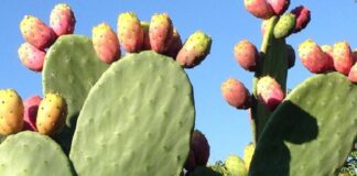 Kasserine : Les producteurs de figues de barbarie alertent
