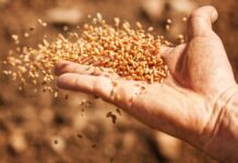 Le ministère de l’Agriculture fixe les prix des semences