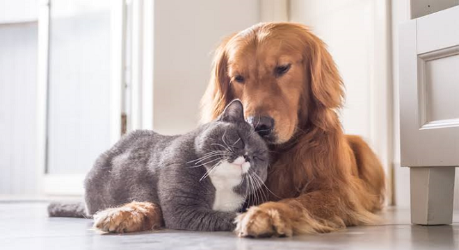 La Tunisie renforce le contrôle sur l'importation d'animaux vivants
